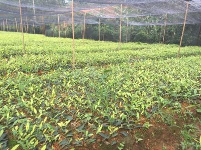 黃金茶苗