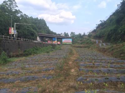 黃金茶苗