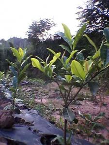 黃金茶